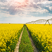 Canola